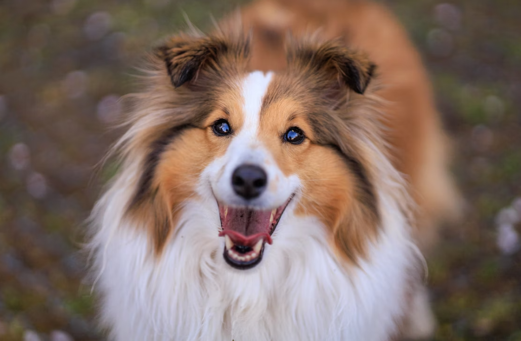 Hypoallergeen hondenvoer: wat is het?