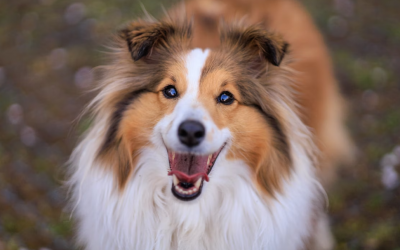 Hypoallergeen hondenvoer: wat is het?